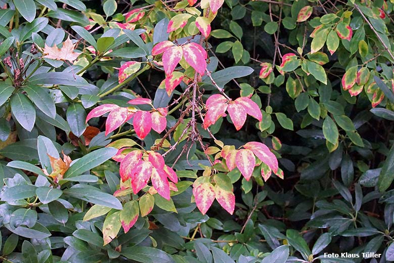 Buntes Herbstlaub am 30. September 2020 im Wuppertaler Zoo (Foto Klaus Tüller)