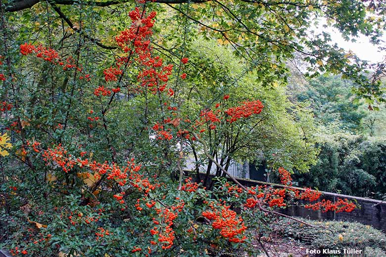 Feuerdorn mit Früchten am 11. Oktober 2020 am Rand eines Besucher-Weges im Grünen Zoo Wuppertal (Foto Klaus Tüller)