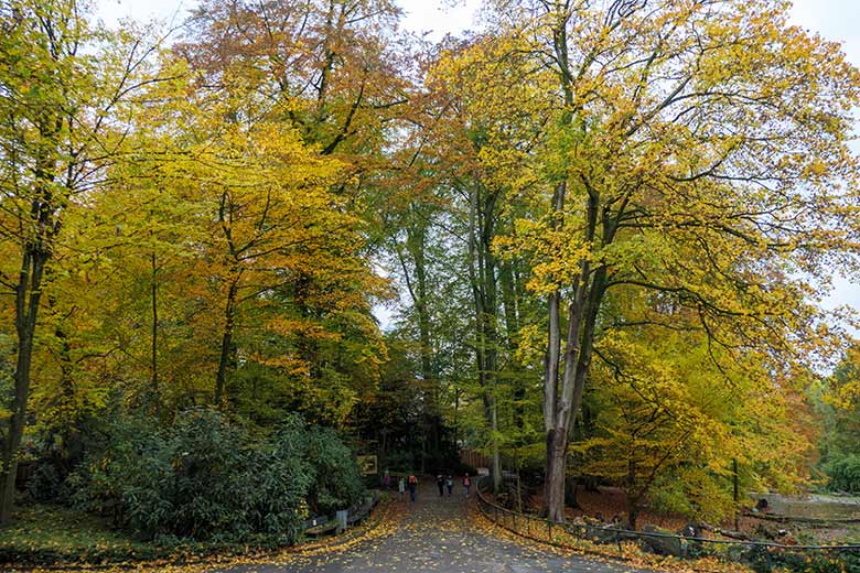 Herbstlaub am 24. Oktober 2020 zwischen Braunbären-Anlage und Yak-Gehege im Zoo Wuppertal