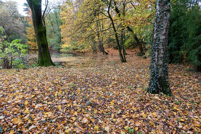 Herbst-Stimmung am 26. Oktober 2020 am Großen Teich im Grünen Zoo Wuppertal