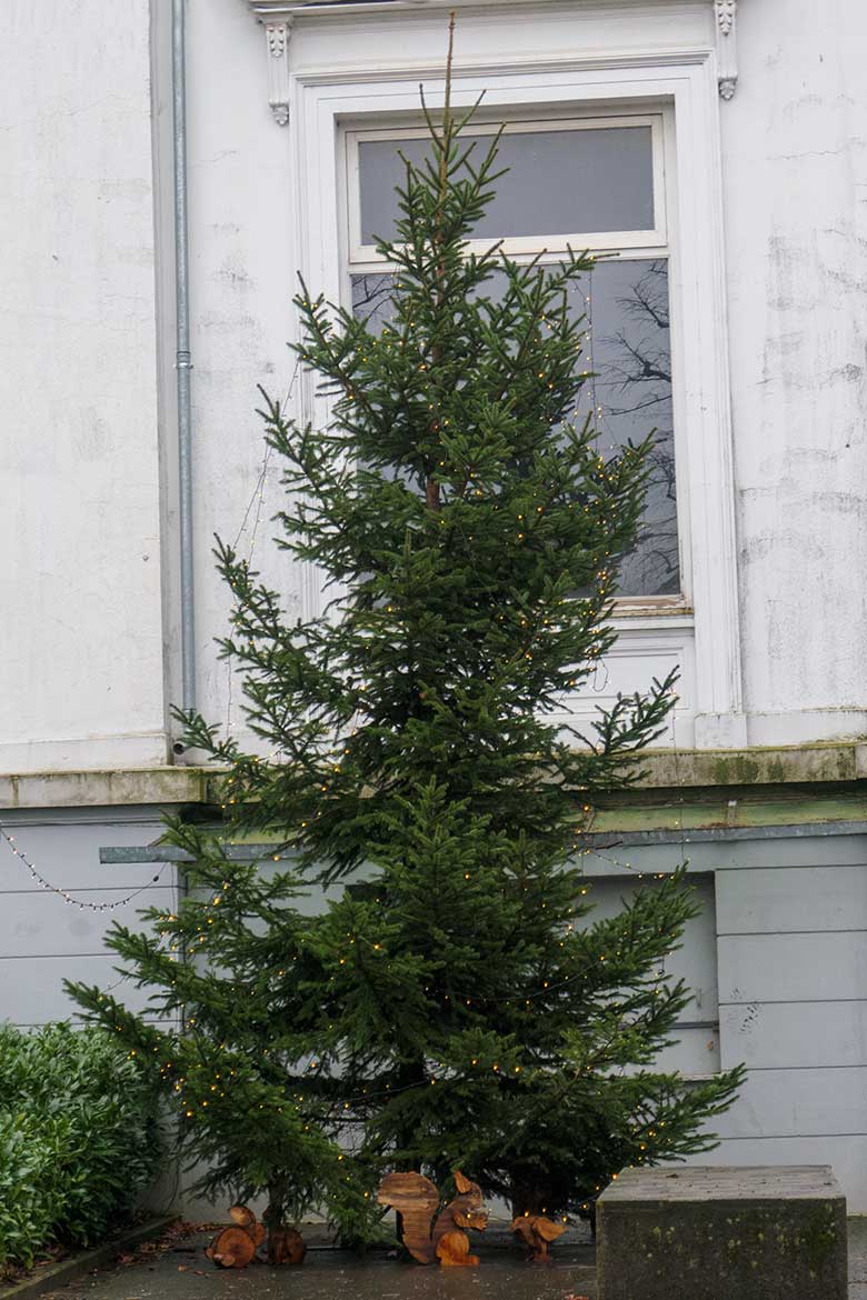 Weihnachtsbaum am 24. Dezember 2020 im Eingangs-Bereich im Grünen Zoo Wuppertal