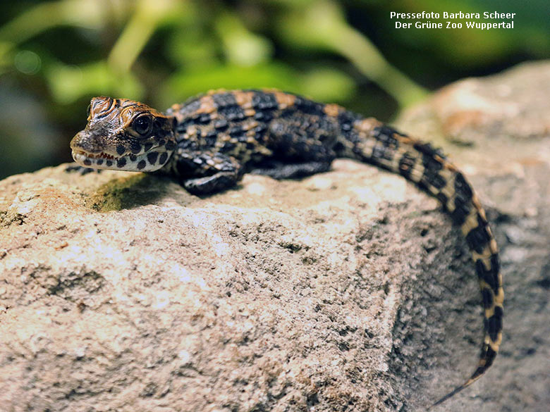 Junges Stumpfkrokodil am 5. Juli 2016 im Terrarium im Grünen Zoo Wuppertal (Pressefoto Barbara Scheer - Der Grüne Zoo Wuppertal)