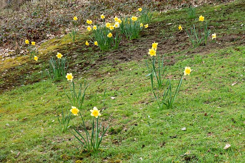 Osterglocken am 2. April 2021 im Wuppertaler Zoo