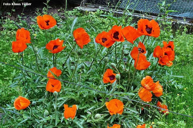 Leuchtend rot blühender Klatschmohn am 11. Juni 2021 unterhalb der Patagonien-Anlage im Grünen Zoo Wuppertal (Foto Klaus Tüller)