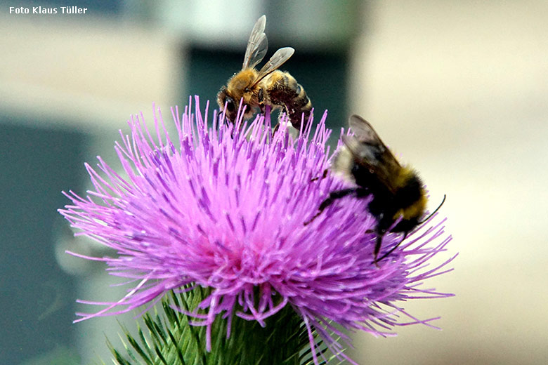 Wild im Zoo lebende Bienen am 15. Juli 2021 auf einer blühenden Ackerkratzdistel neben dem Steinbock-Gehege im Grünen Zoo Wuppertal (Foto Klaus Tüller)