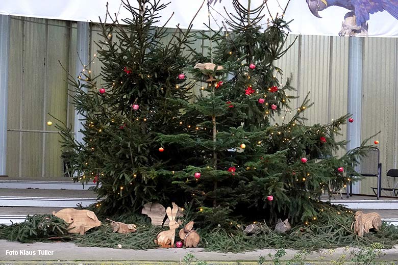 Weihnachtsbäume am 26. Dezember 2021 in der Musik-Muschel am Blumen-Rondell im Wuppertaler Zoo (Foto Klaus Tüller)