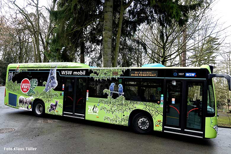 Linienbus der WSW Wuppertaler Stadtwerke mit Werbung für den Grünen Zoo Wuppertal am 2. Februar 2022 auf einem Besucher-Weg im Wuppertaler Zoo (Foto Klaus Tüller)