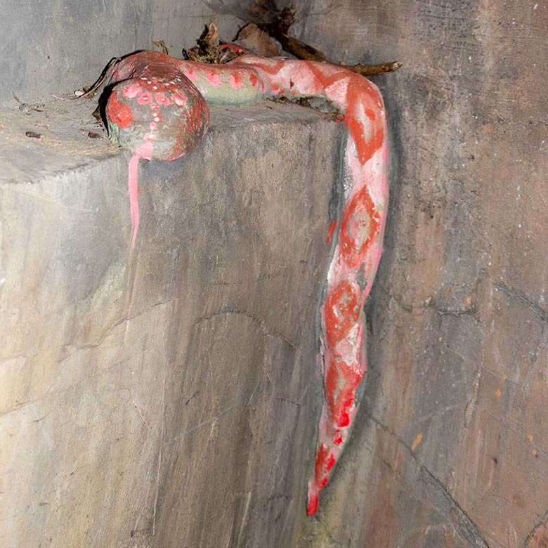 Zement-Schlange am 7. März 2022 in einer Höhle im Tiger-Tal im Wuppertaler Zoo