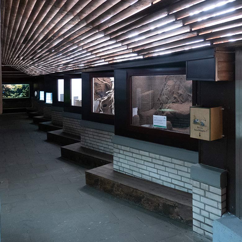Neugestaltete Becken für die Madagaskar-Buntfrösche am 18. März 2022 im Terrarium im Wuppertaler Zoo