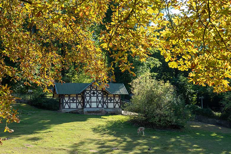 Spätsommer-Stimmung am 6. September 2022 an der Patagonien-Anlage im Grünen Zoo Wuppertal