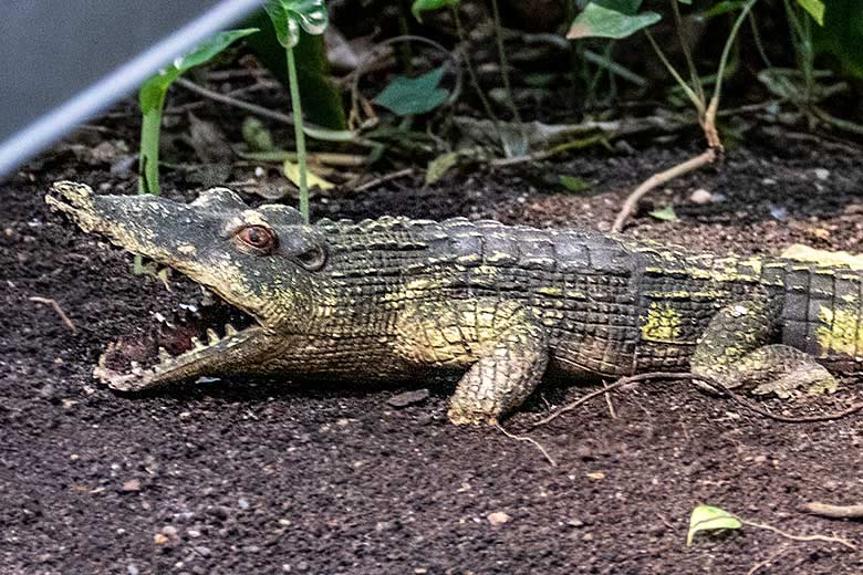 Kunststoff-Krokodil am 27. November 2022 im Terrarium im Zoologischen Garten der Stadt Wuppertal