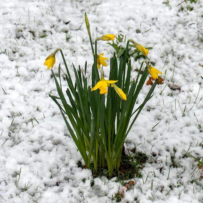 Aufblühende gelbe Osterglocken im tauenden Schnee am 8. März 2023 im Grünen Zoo Wuppertal