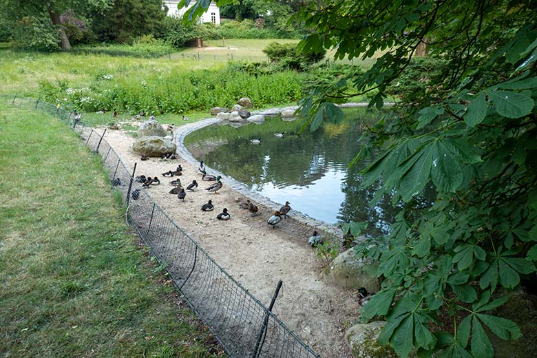 Kleiner Ententeich am 9. Juni 2023 im Zoologischen Garten Wuppertal