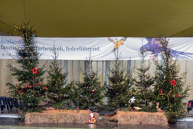 Weihnachtsbäume am 24. Dezember 2023 in der Musik-Muschel am Blumen-Rondell im Grünen Zoo Wuppertal