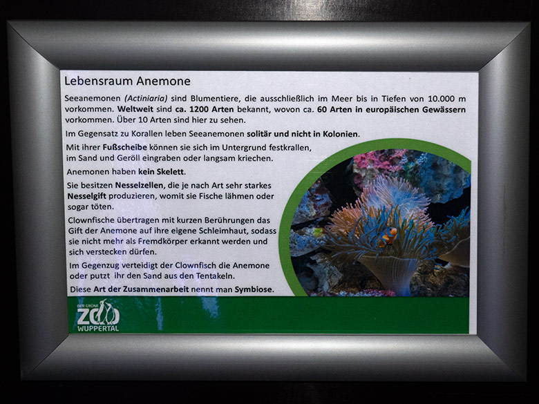 Ausschilderung Lebensraum Anemone am 30. Oktober 2024 im Aquarium im Zoologischen Garten der Stadt Wuppertal