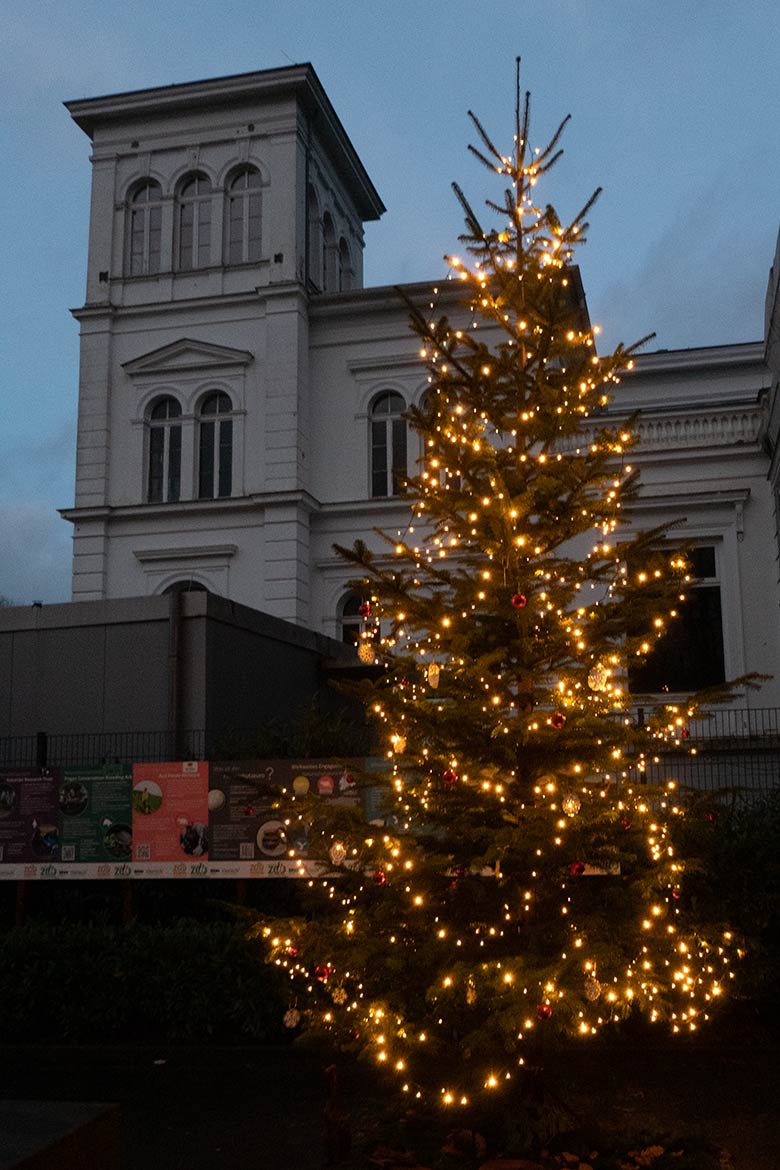 Weihnachtsbaum am 24. Dezember 2024 in der Nähe der Zoo-Eingangs im Grünen Zoo Wuppertal