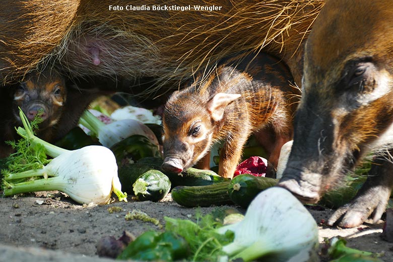 Pinselohrschwein-Nachwuchs am 12. April 2025 auf der Außenanlage im Zoologischen Garten der Stadt Wuppertal (Foto Claudia Böckstiegel-Wengler)