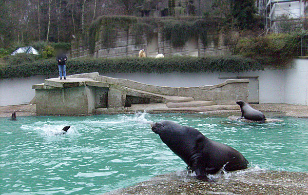 Kalifornische Seelöwen im Zoo Wuppertal im Dezember 2008