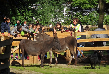 Esel in Streichelnähe im JuniorZoo des Wuppertaler Zoos am 1. Oktober 2015