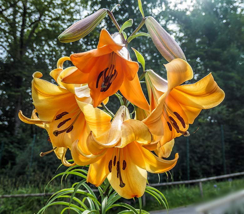 Blühende Amerikanische Trompetenblume am 24. Juli 2021 vor der Restauration Okavango im Grünen Zoo Wuppertal