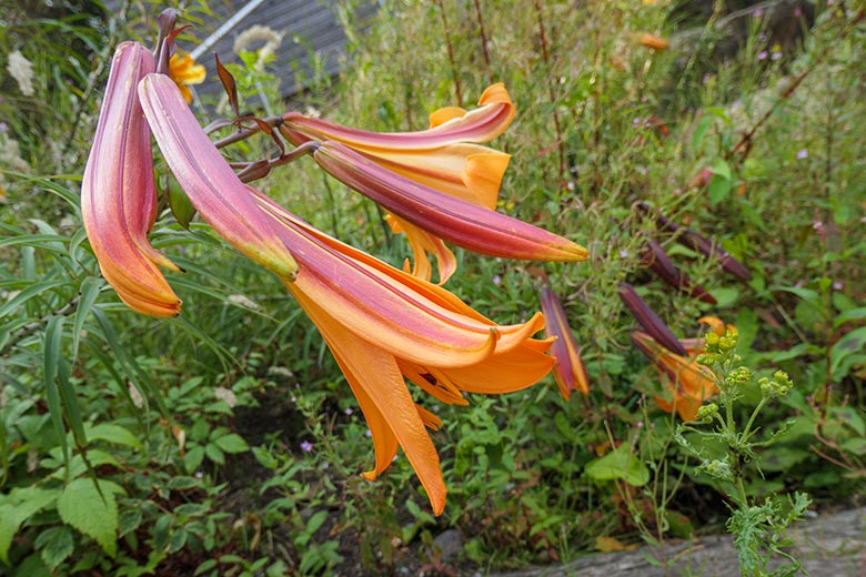 Blühende Amerikanische Trompetenblume am 24. Juli 2021 vor der Restauration Okavango im Wuppertaler Zoo