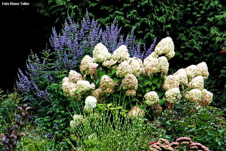 Regelmäßig von Ehrenamtlichen gepflegte Rispen-Hortensie am 13. September 2021 am Blumen-Rondell im Grünen Zoo Wuppertal (Foto Klaus Tüller)