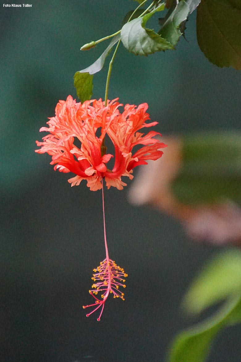 Prächtige rote Blüte am 29. September 2021 (Foto Klaus Tüller)