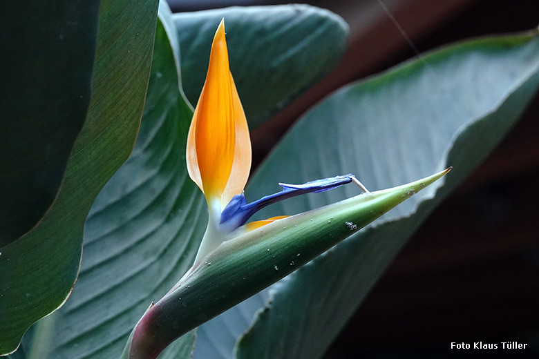 Blühende Paradiesvogelblume am 3. Februar 2022 im Elefanten-Haus Grünen Zoo Wuppertal (Foto Klaus Tüller)