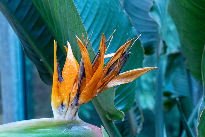 Blühende Paradiesvogelblume am 8. März 2022 im Elefanten-Haus Zoologischen Garten Wuppertal