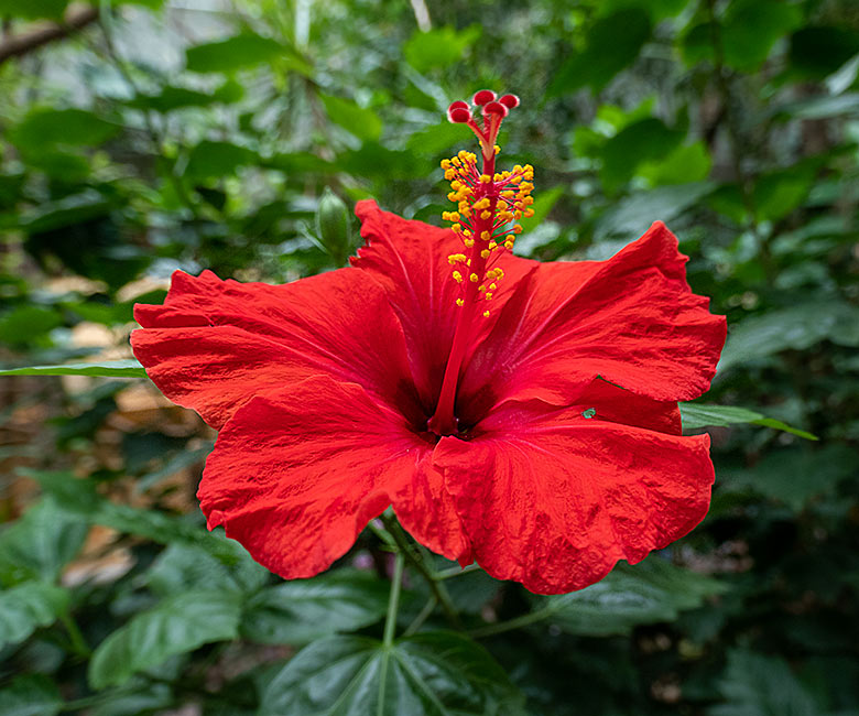 Hibiskus-Blüte am 3. September 2022 im Affen-Haus im Grünen Zoo Wuppertal