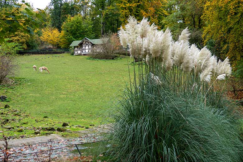 Blühendes Amerikanisches Pampasgras am 17. Oktober 2022 am unteren Rand der Patagonienanlage im Grünen Zoo Wuppertal