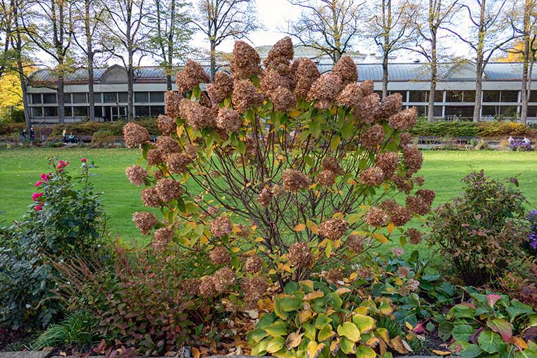 Verblühte Rispenhortensie am 19. Oktober 2022 am Blumen-Rondell im Grünen Zoo Wuppertal