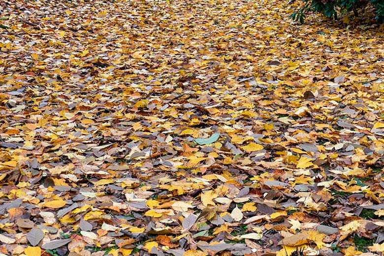 Dichtes Herbstlaub am 27. November 2022 im Grünen Zoo Wuppertal