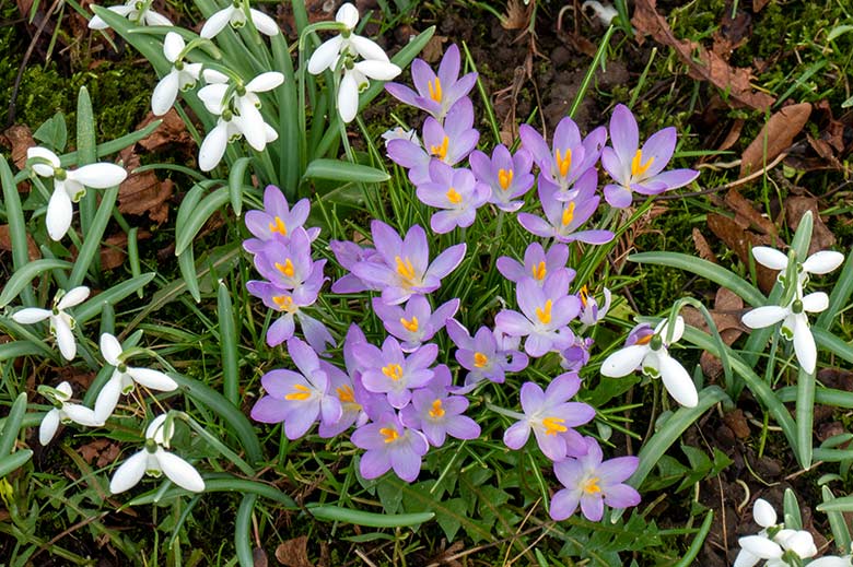 Krokusse und Schneeglöckchen am 22. Februar 2023 in der Nähe des Blumenrondells im Wuppertaler Zoo