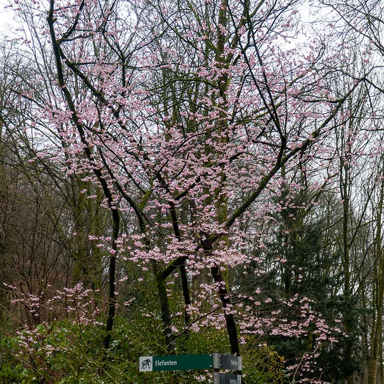 Rosa blühende Japanische Blütenkirsche am 14. März 2023 am Besucher-Weg in der Nähe der Hirscheber-Anlage im Grünen Zoo Wuppertal