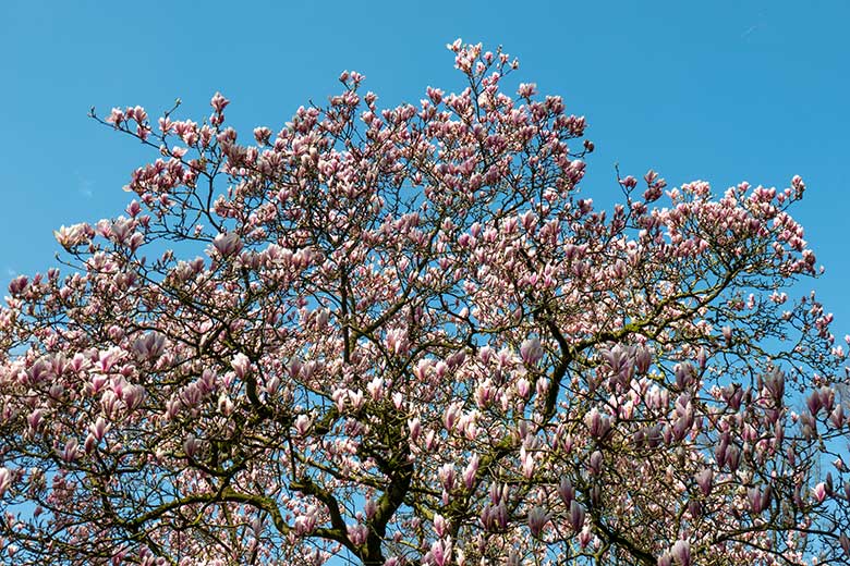 Blühende Magnolie am 11. April 2023 in der Nähe des Seelöwen-Becken im Grünen Zoo Wuppertal