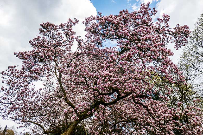 Blühende Magnolie am 11. April 2023 in der Nähe des Seelöwen-Becken im Zoologischen Garten Wuppertal