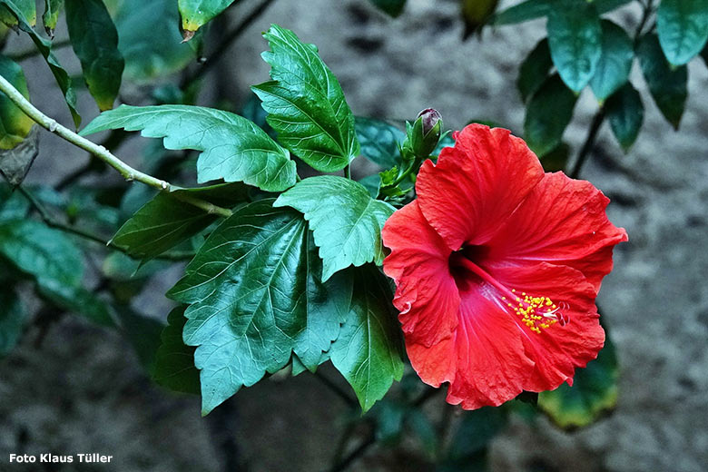 Rote Hibiskus-Blüte am 12. Juni 2023 im Südamerika-Haus im Grünen Zoo Wuppertal (Foto Klaus Tüller)