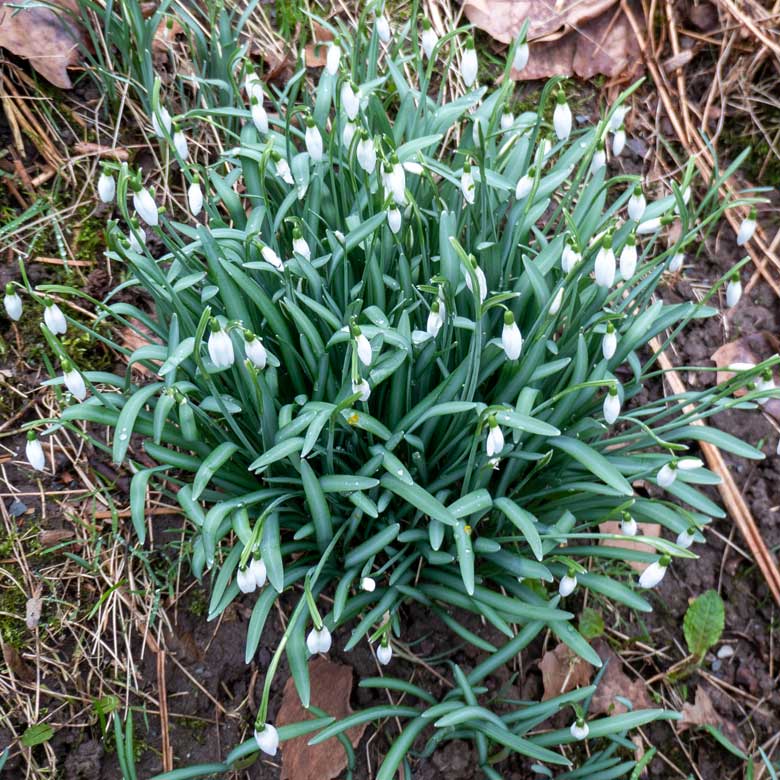 Schneeglöckchen am 11. Februar 2024 in der Nähe des Blumen-Rondells im Grünen Zoo Wuppertal