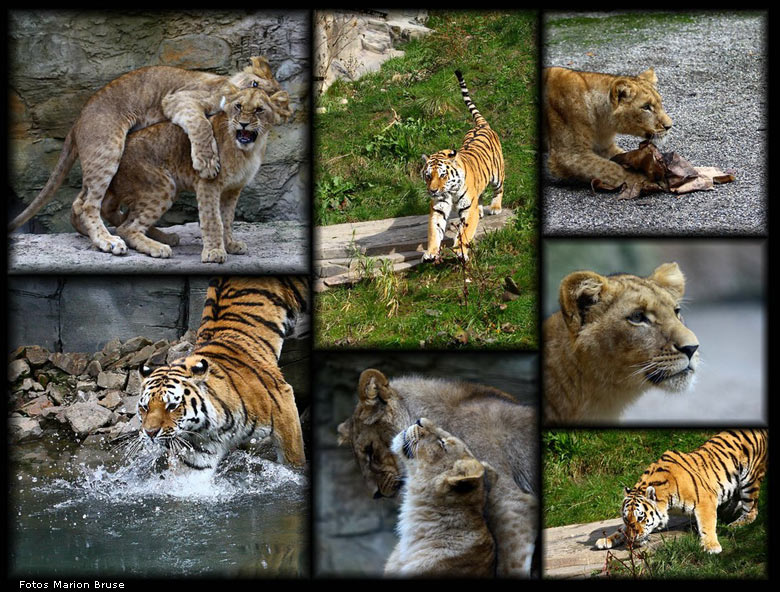 Löwen und Tiger im Zoo Wuppertal - Collage (Fotos und Collage Marion Bruse)