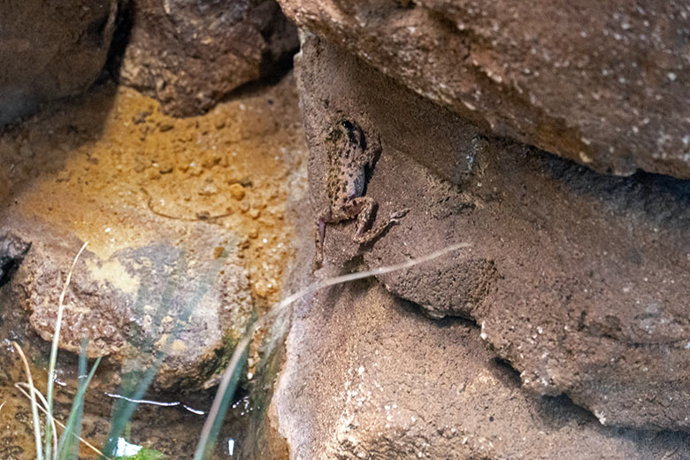 Mallorca-Geburtshelferkröte am 16. Oktober 2023 in einem Schaugehege im Terrarium im Zoologischen Garten Wuppertal