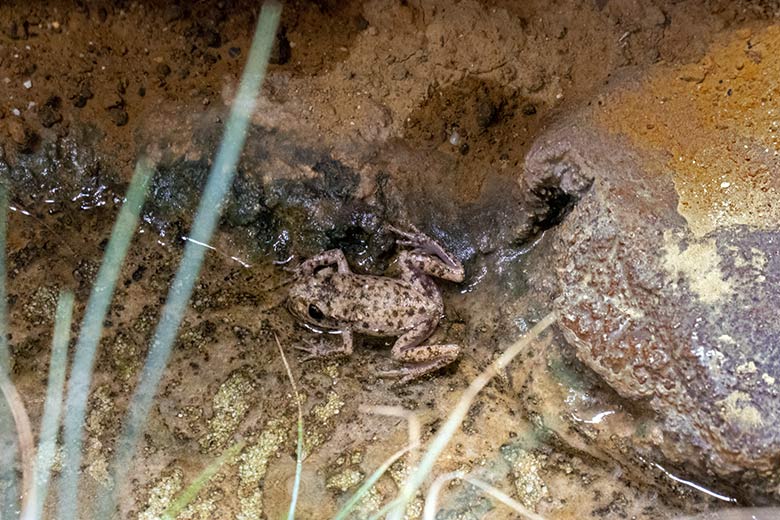 Mallorca-Geburtshelferkröte am 16. Oktober 2023 in einem Schaugehege im Terrarium im Wuppertaler Zoo