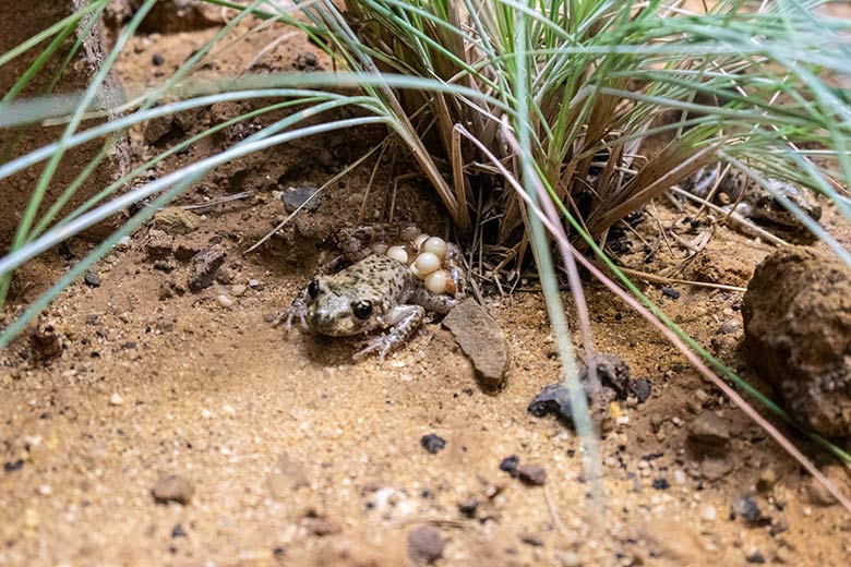 Eiertragende männliche Mallorca-Geburtshelferkröte am 6. Dezember 2023 in einem Schaugehege im Terrarium im Zoologischen Garten Wuppertal