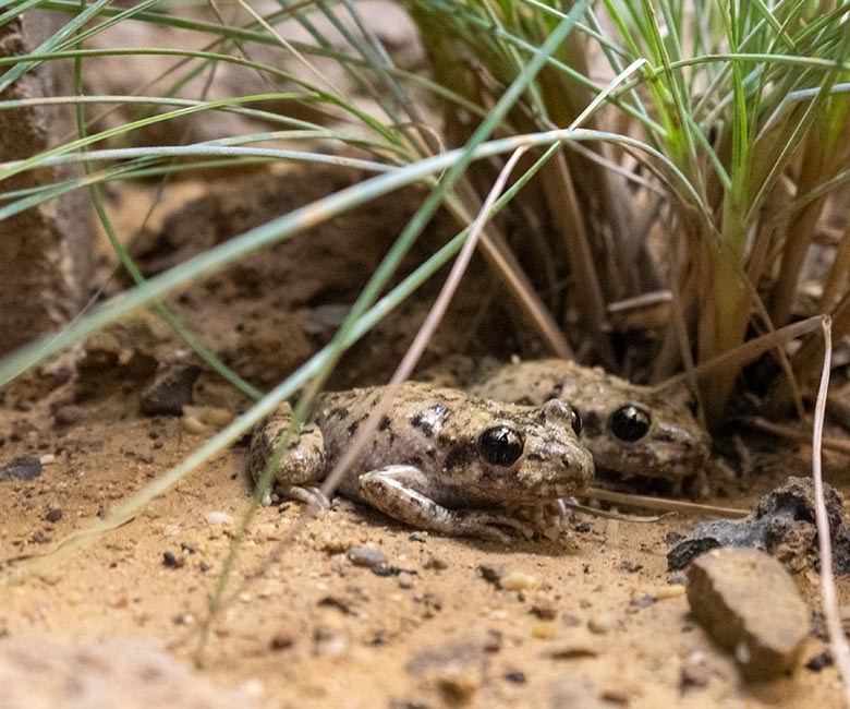 Mallorca-Geburtshelferkröten am 10. Januar 2024 in einem Schaugehege im Terrarium im Wuppertaler Zoo