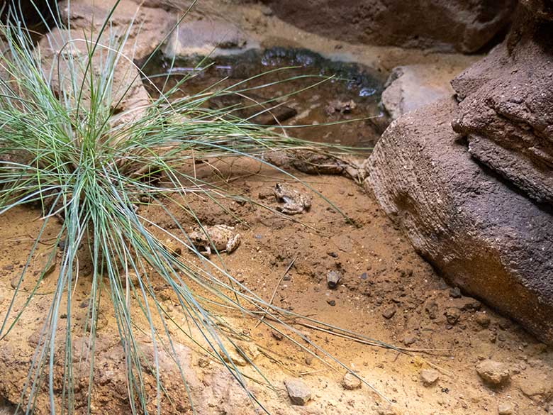 Mallorca-Geburtshelferkröten am 19. Januar 2024 in einem Schaugehege im Terrarium im Zoologischen Garten der Stadt Wuppertal