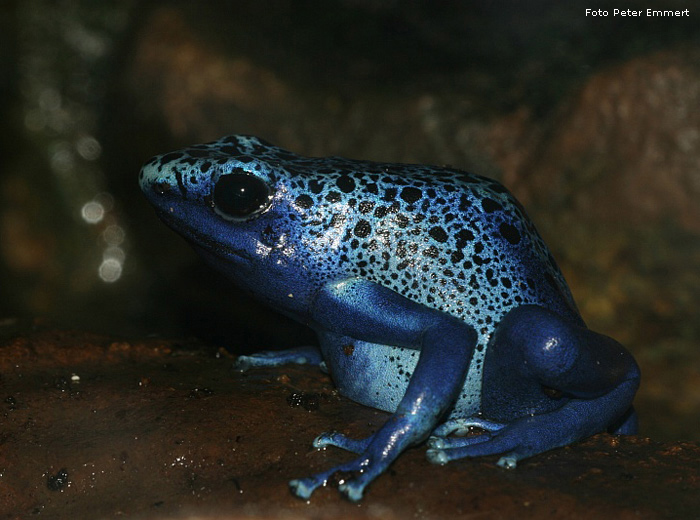 Blauer Pfeilgiftfrosch im Wuppertaler Zoo im Oktober 2007 (Foto Peter Emmert)