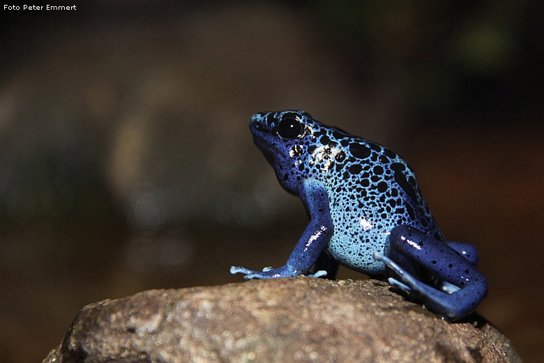 Blauer Pfeilgiftfrosch im Zoo Wuppertal im November 2008 (Foto Peter Emmert)