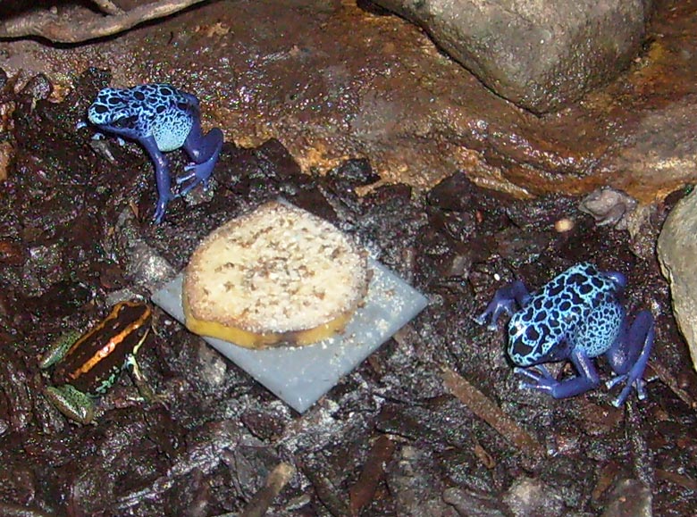 Blaue Pfeilgiftfrösche und Gestreifter Blattsteiger im Zoologischen Garten Wuppertal im Februar 2009