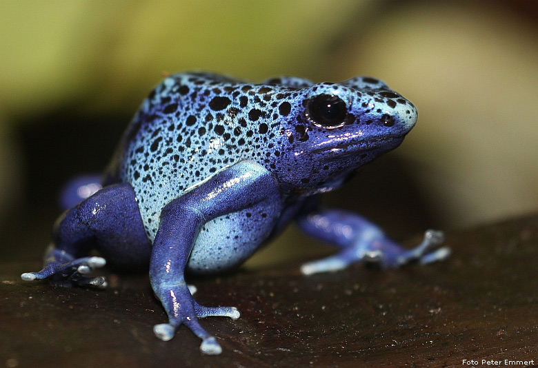 Blauer Pfeilgiftfrosch im Zoo Wuppertal im Februar 2009 (Foto Peter Emmert)