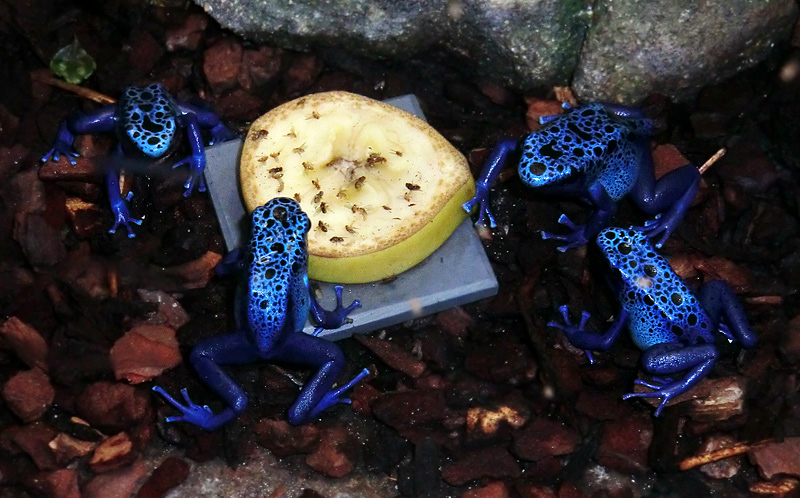 Blaue Pfeilgiftfrösche im Zoo Wuppertal am 3. Februar 2012